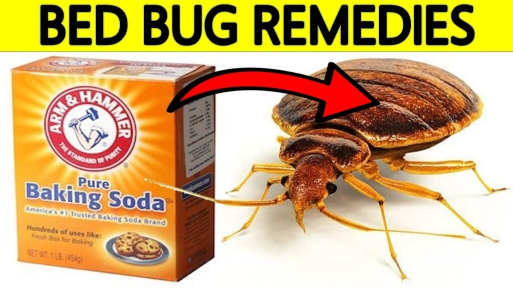 Bed bugs Treatment