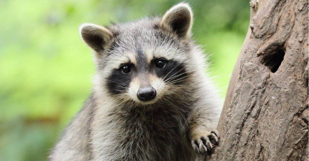 Raccoon Exterminator
