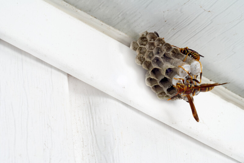 Wasps Nest Removal  
