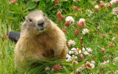 How to Get Rid of Groundhogs Effectively and Humanely