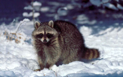 Raccoon Control: Raccoon Exterminator & Removal