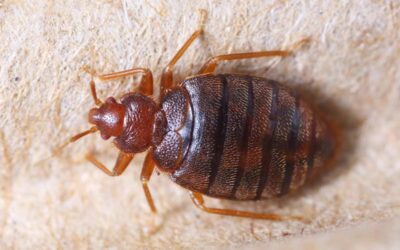 How To Get Rid of Bed Bugs – The Ultimate Guide for 2023