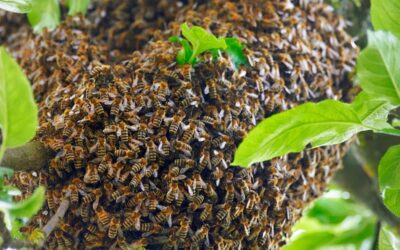 How to Get Rid of a Bees Nest 