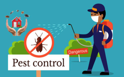 Pest Control Services| Quick Pest Control