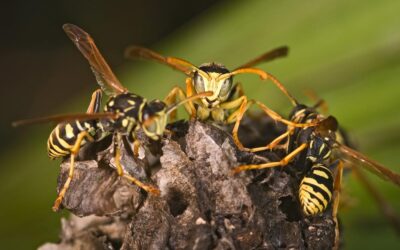 The Best Ways to Safely Get Rid of Wasps at Home
