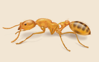 How to Get Rid of Pharaoh Ant: Control & Extermination