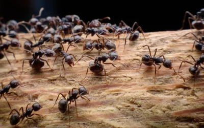 Ant Control – Dealing With Ants