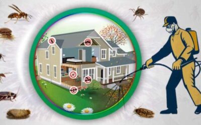 Pest Control & Removal Services to Protect Your Home