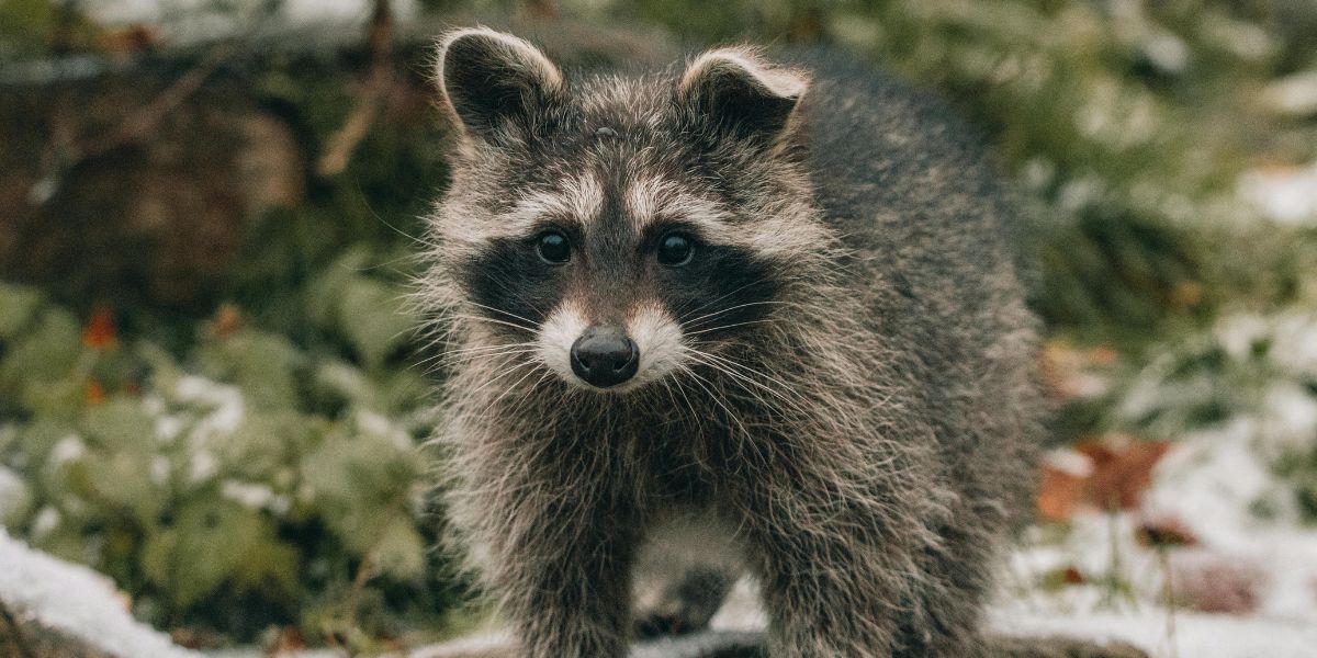 Ottawa Raccon Building Home - Quick Pest Control